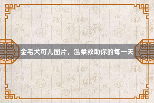 金毛犬可儿图片，温柔救助你的每一天